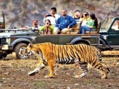 compare corbett and ranthambore for a 5 day wildlife photography trip in november on a 50k budget